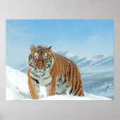 Tiger Snow Mountains Winterlandschaft Foto drucken Poster (Vorne)