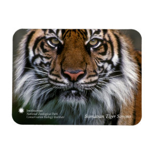 Tiger Soyono Smithsonian   Sumatran Magnet