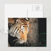 Tiger-Stalking Postkarte (Vorne/Hinten)