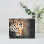 Tiger-Stalking Postkarte (Stehend Vorderseite)
