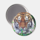 Tiger Stare Magnet (Vorderseite/Rückseite)