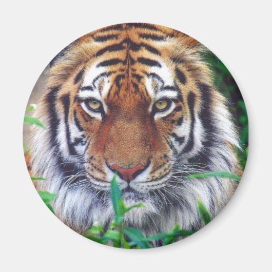Tiger Stare Magnet (Vorne)
