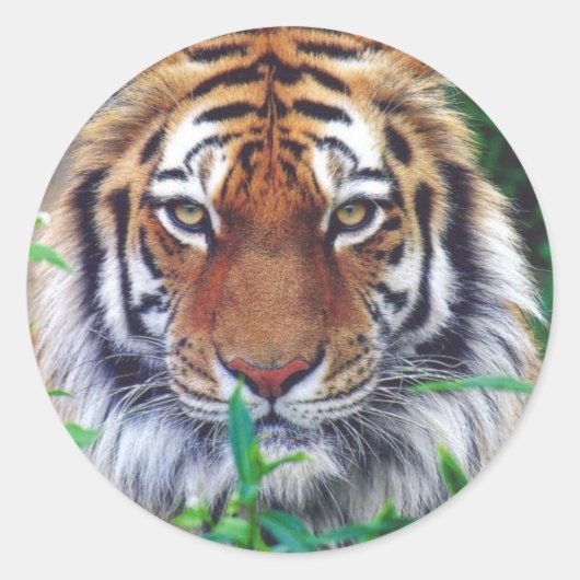 Tiger Stare Runder Aufkleber (Vorderseite)