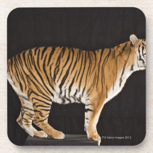 Tiger stehend auf Plattform Untersetzer