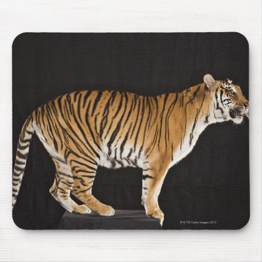 Tiger stehend mousepad (Vorne)