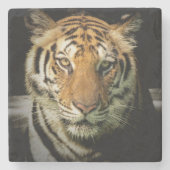 Tiger Steinuntersetzer (Vorderseite)