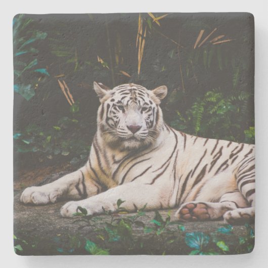 Tiger Steinuntersetzer (Vorderseite)