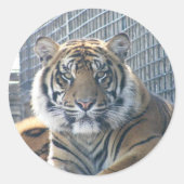 Tiger Sticker (Vorderseite)