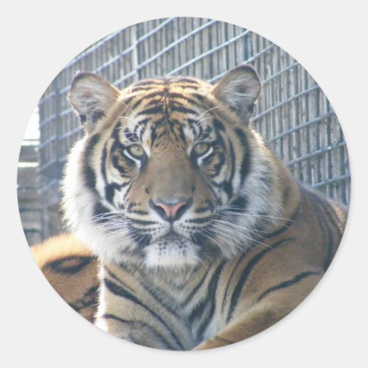 Tiger Sticker (Vorderseite)