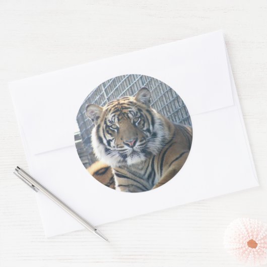 Tiger Sticker (Umschlag)