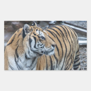 Tiger Stickers