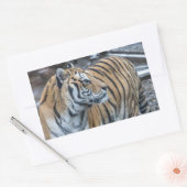 Tiger Stickers (Umschlag)