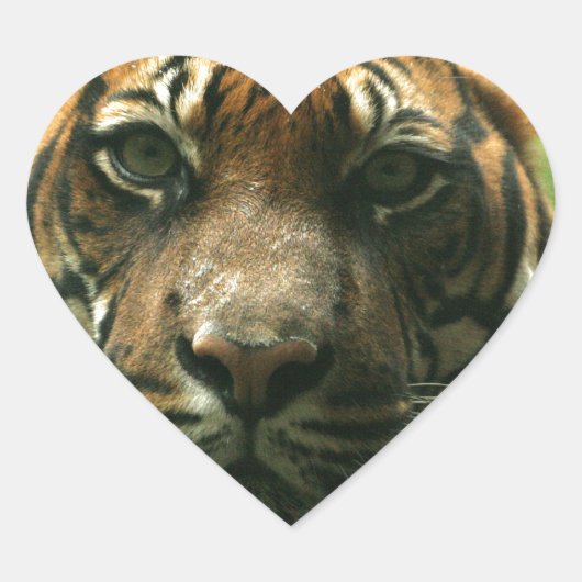 Tiger Stickers (Vorderseite)