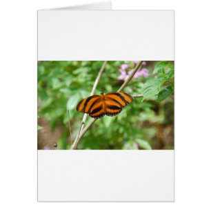 Tiger Stripe Butterfly