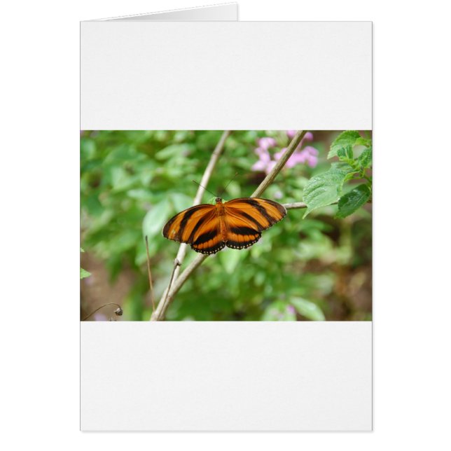 Tiger Stripe Butterfly (Vorne)