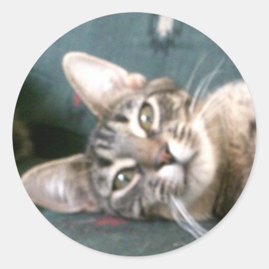 Tiger Stripe Kitten Stickers (Vorderseite)