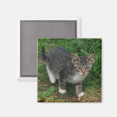 Tiger Striped Kitten Magnet (Vorderseite/Rückseite)