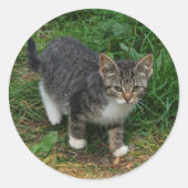 Tiger Striped Kitten Stickers (Vorderseite)