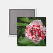 Tiger Stripes-Rose Magnet (Vorderseite/Rückseite)