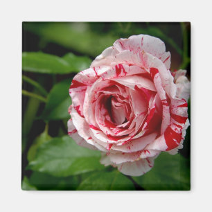 Tiger Stripes-Rose Magnet