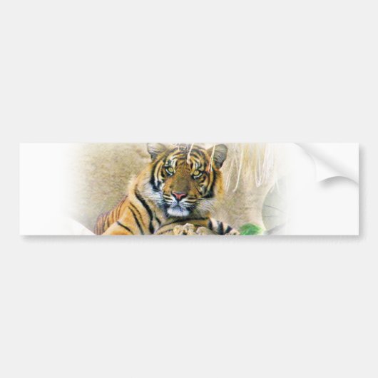 Tiger, Suche_ Autoaufkleber (Vorne)