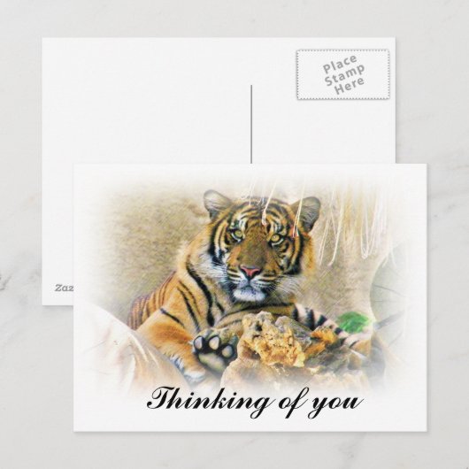 Tiger, Suche_ Postkarte (Vorne/Hinten)