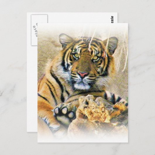 Tiger, Suche_ Postkarte (Vorne/Hinten)