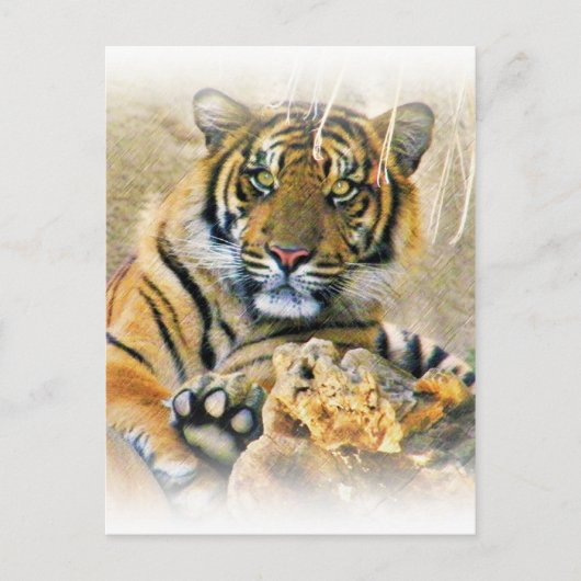 Tiger, Suche_ Postkarte (Vorderseite)