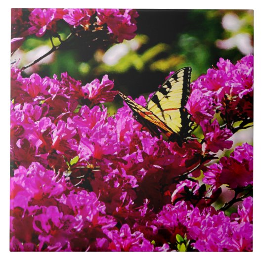 Tiger Swallowtail auf Azalee Fliese (Vorderseite)