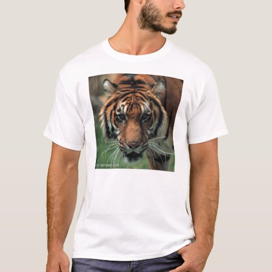 Tiger T-Shirt (Vorderseite)