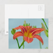 Tiger-Taglilie Postkarte (Vorne/Hinten)