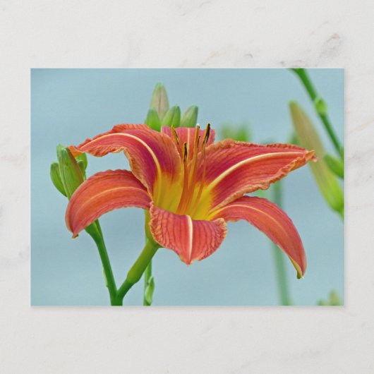 Tiger-Taglilie Postkarte (Vorderseite)