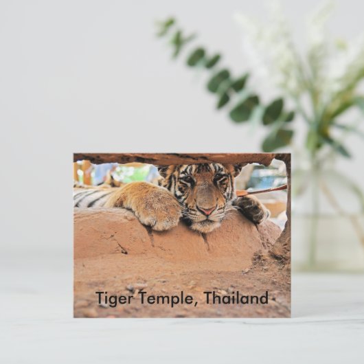 Tiger Temple Postkarte (Stehend Vorderseite)