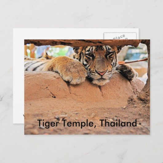 Tiger Temple Postkarte (Vorne/Hinten)
