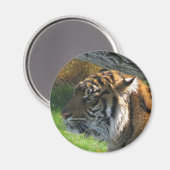 Tiger Tiger Magnet (Vorderseite/Rückseite)