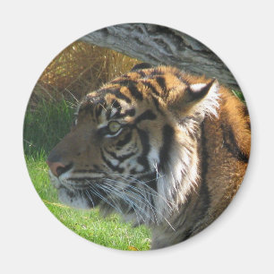 Tiger-Tiger Magnet