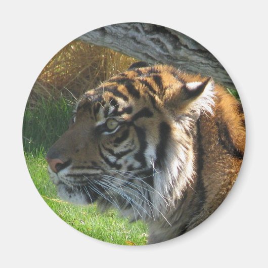 Tiger Tiger Magnet (Vorne)