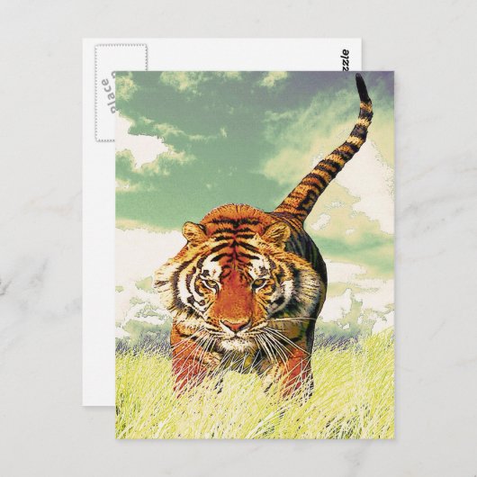 Tiger Tiger! Postkarte (Vorne/Hinten)