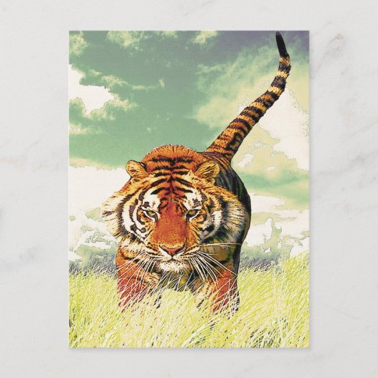 Tiger Tiger! Postkarte (Vorderseite)