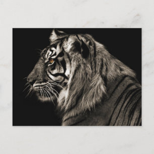 Tiger Tiger Postkarte