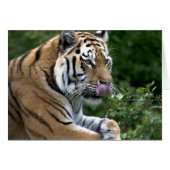 Tiger Tongue (Vorderseite (Horizontal))