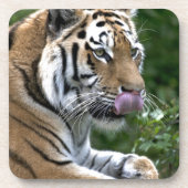 Tiger Tongue Untersetzer (Vorderseite)