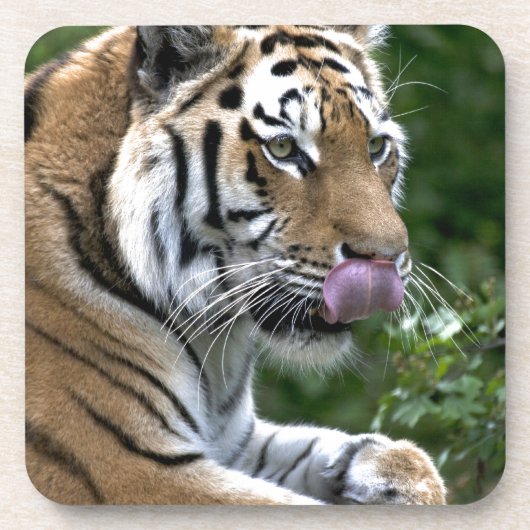 Tiger Tongue Untersetzer (Vorderseite)