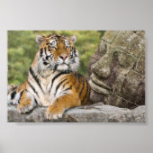 Tiger und buddhistischer Tempel Poster (Vorne)