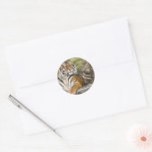 Tiger und buddhistischer Tempel Runder Aufkleber (Umschlag)