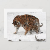 Tiger und Cube im Schnee Postkarte (Vorne/Hinten)