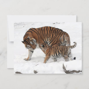 Tiger und Cube im Schnee Postkarte