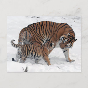 Tiger und cube im Schnee schöne Foto Postkarte