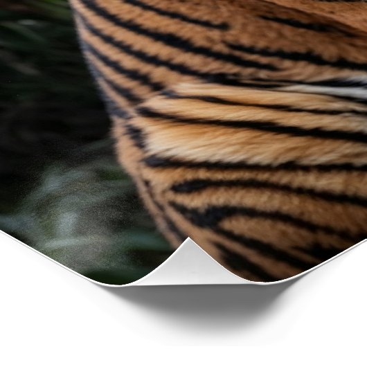 Tiger und Temple Poster (Ecke)