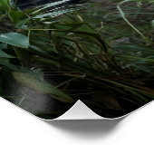 Tiger und Temple Poster (Ecke)